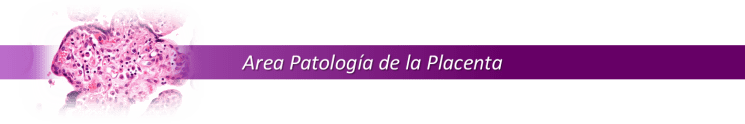 12 AREA PATOLOGIA DE LA PLACENTA